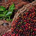 Coffee Culture in Sao Paulo - Brazil