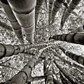 Stunning Bamboo Forest